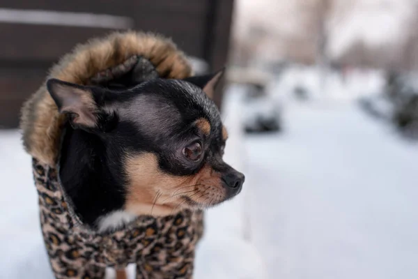 Liten hund jacka kall på vintern. Husdjur promenader i snöigt väder. Hund vän man. Fänkål. — Stockfoto