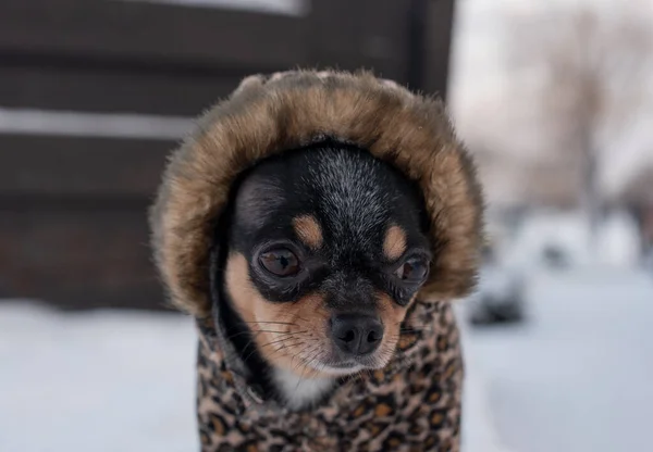 小狗狗的外套在冬天很冷。家养宠物在多雪的天气里散步.狗的朋友男人。奇瓦瓦州. — 图库照片