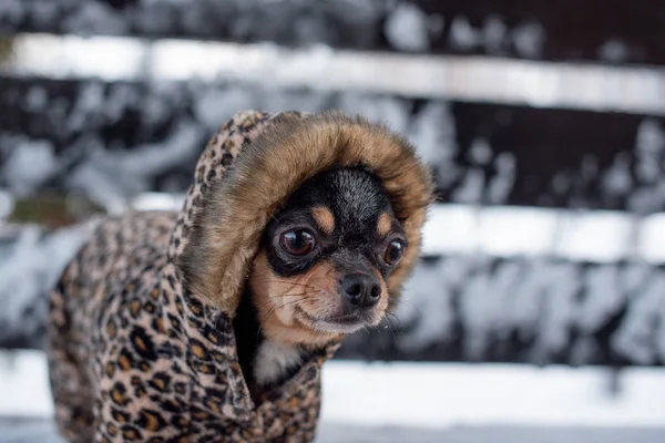 small dog jacket cold in the winter. Home pet walks in snowy weather. Dog friend man. Chihuahua.