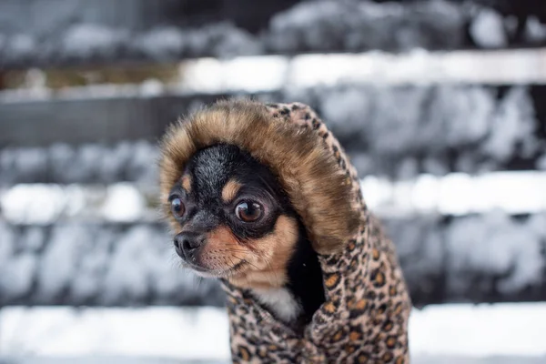 Petite veste pour chien froide en hiver. Accueil animaux de compagnie marche par temps neigeux. Chien ami homme. Chihuahua . — Photo