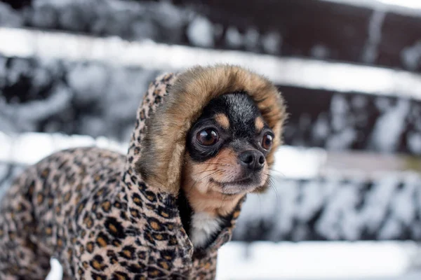 Mała kurtka dla psa zimna w zimie. Domowe spacery zwierząt domowych w śnieżnej pogodzie. Przyjaciel psa. Chihuahua. — Zdjęcie stockowe