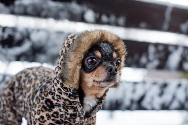 Petite veste pour chien froide en hiver. Accueil animaux de compagnie marche par temps neigeux. Chien ami homme. Chihuahua . — Photo