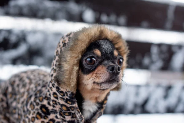 Mała kurtka dla psa zimna w zimie. Domowe spacery zwierząt domowych w śnieżnej pogodzie. Przyjaciel psa. Chihuahua. — Zdjęcie stockowe