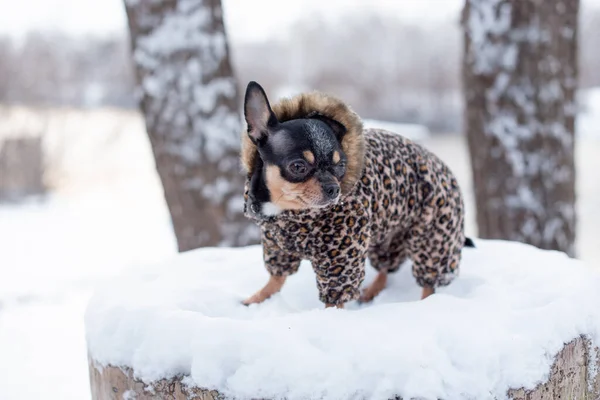 Petite veste pour chien froide en hiver. Accueil animaux de compagnie marche par temps neigeux. Chien ami homme. Chihuahua . — Photo