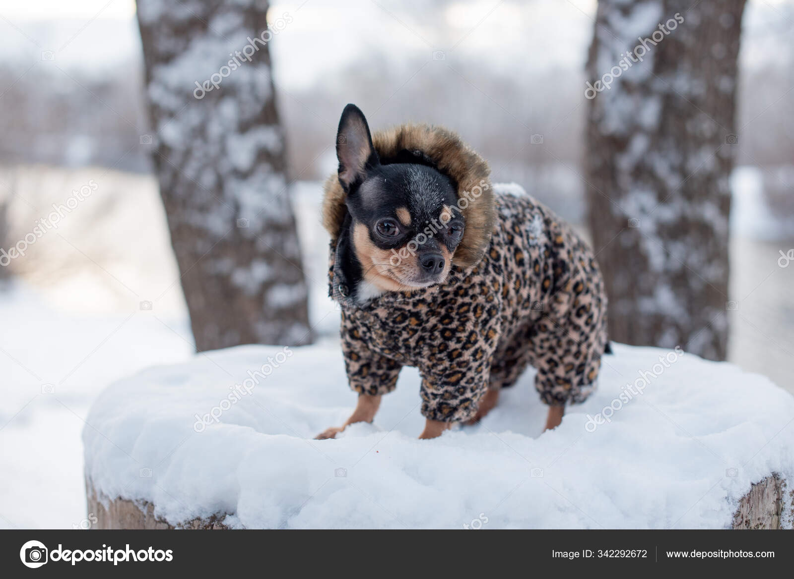 Petite veste pour chien froide en hiver. Accueil animaux de compagnie marche par temps neigeux. Chien ami homme. Chihuahua Photo de stock par kapinosova 342292672