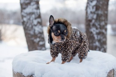 Kışın küçük köpek ceketi soğuk olur. Ev hayvanı karlı havada yürür. Köpek dostu. Chihuahua..