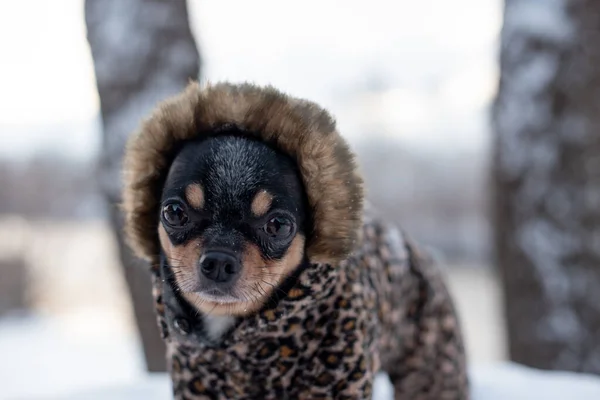 Small dog jacket cold in the winter. Home pet walks in snowy weather. Dog friend man. Chihuahua. — Stock Photo, Image