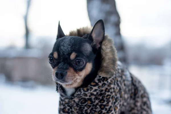 small dog jacket cold in the winter. Home pet walks in snowy weather. Dog friend man. Chihuahua.