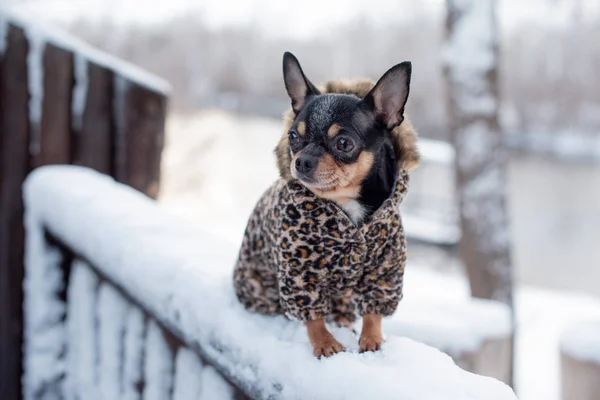 Mała kurtka dla psa zimna w zimie. Domowe spacery zwierząt domowych w śnieżnej pogodzie. Przyjaciel psa. Chihuahua. — Zdjęcie stockowe