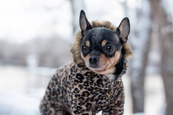 Liten hund jacka kall på vintern. Husdjur promenader i snöigt väder. Hund vän man. Fänkål. — Stockfoto