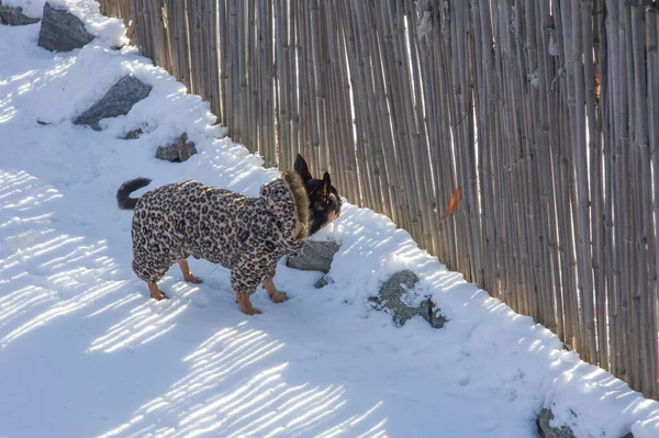 small dog jacket cold in the winter. Chihuahua in winter clothes on a background of snow. Chihuahua. Dog on a