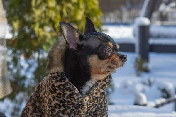 Liten hund jacka kall på vintern. Chihuahua i vinterkläder på en bakgrund av snö. Det är Chihuahua. Hund på en — Stockfoto