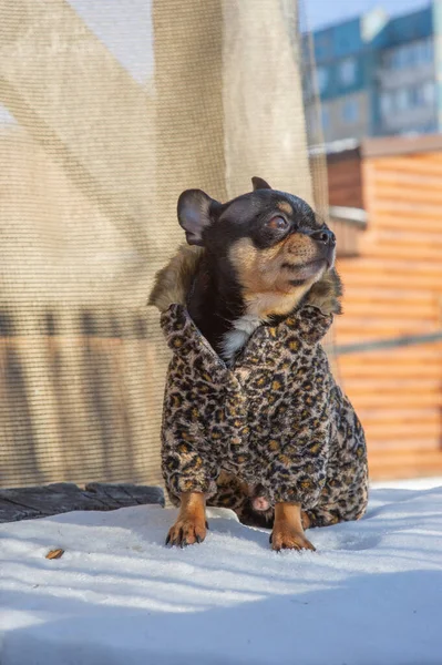 Mała kurtka dla psa zimna w zimie. Chihuahua w zimowych ubraniach na tle śniegu. Chihuahua. Pies na... — Zdjęcie stockowe