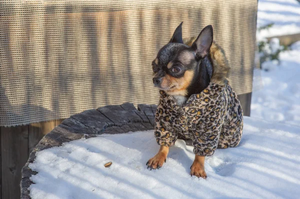 small dog jacket cold in the winter. Chihuahua in winter clothes on a background of snow. Chihuahua. Dog on a