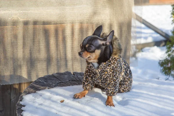 small dog jacket cold in the winter. Chihuahua in winter clothes on a background of snow. Chihuahua. Dog on a