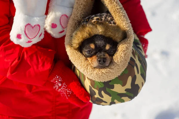 Dog in bag. Chihuahua in a carrying bag for dogs in winter. Chihuahua in winter clothes in the snowy season.