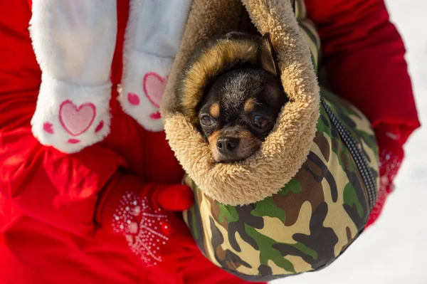 Dog in bag. Chihuahua in a carrying bag for dogs in winter. Chihuahua in winter clothes in the snowy season. Royalty Free Stock Photos