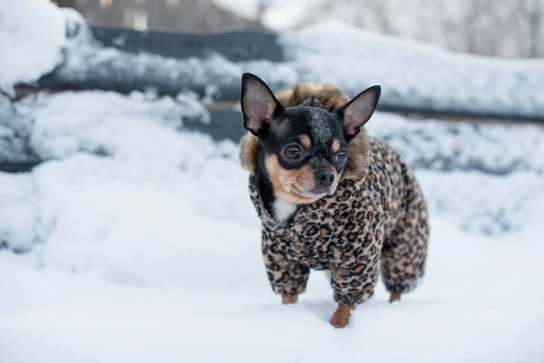 small dog jacket cold in the winter. Home pet walks in snowy weather. Dog friend man. Chihuahua.