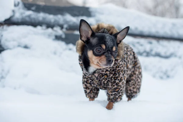 Small dog jacket cold in the winter. Home pet walks in snowy weather. Dog friend man. Chihuahua. — Stock Photo, Image