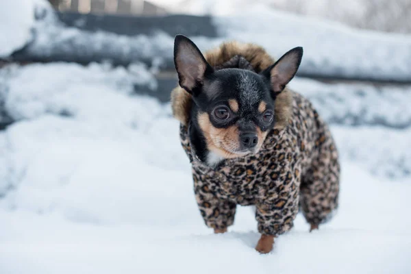 small dog jacket cold in the winter. Home pet walks in snowy weather. Dog friend man. Chihuahua.