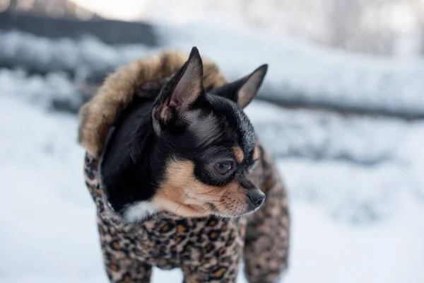 Small dog jacket cold in the winter. Home pet walks in snowy weather. Dog friend man. Chihuahua. — Stock Photo, Image