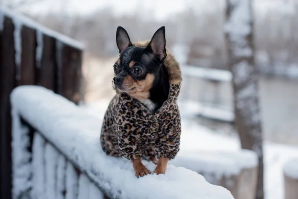 Small dog jacket cold in the winter. Home pet walks in snowy weather. Dog friend man. Chihuahua. — 스톡 사진