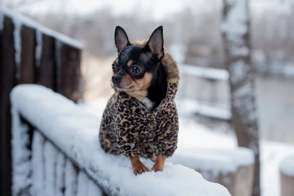 Mała kurtka dla psa zimna w zimie. Domowe spacery zwierząt domowych w śnieżnej pogodzie. Przyjaciel psa. Chihuahua. — Zdjęcie stockowe