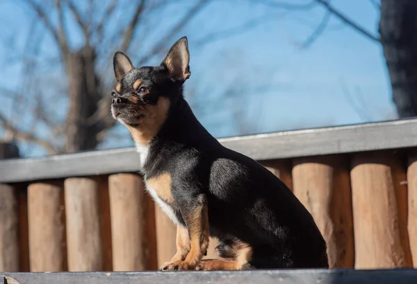 Perro mascota Chihuahua pasea por la calle. Chihuahua perro a dar un paseo. Chihuahua negro, marrón y blanco. — Foto de Stock