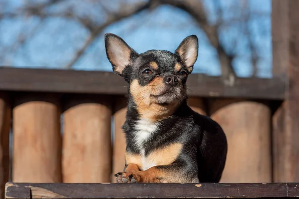 ペット犬Chihuahua通りを歩く。散歩のChihuahua犬。Chihuahua黒、茶色、白. — ストック写真