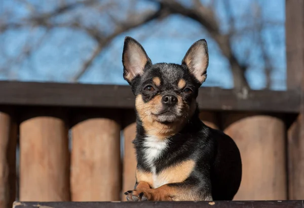 Pies Chihuahua spaceruje po ulicy. Chihuahua pies na spacer. Chihuahua czarny, brązowy i biały. — Zdjęcie stockowe