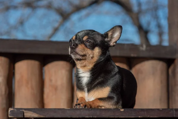 Perro mascota Chihuahua pasea por la calle. Chihuahua perro a dar un paseo. Chihuahua negro, marrón y blanco. — Foto de Stock