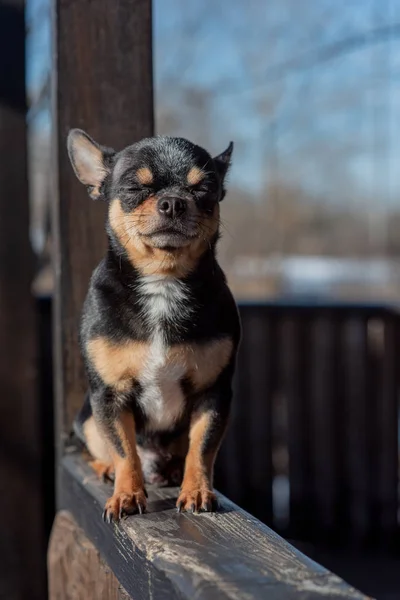 Pies Chihuahua spaceruje po ulicy. Chihuahua pies na spacer. Chihuahua czarny, brązowy i biały. — Zdjęcie stockowe