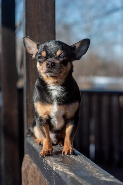 Cane da compagnia Chihuahua cammina per strada. Un cane chihuahua per una passeggiata. Chihuahua nero, marrone e bianco. — Foto Stock