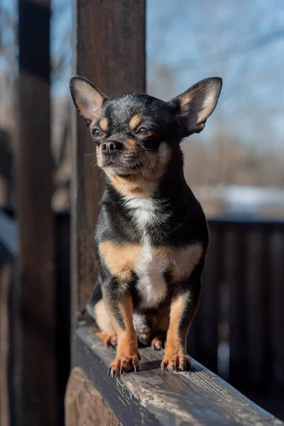 Cane da compagnia Chihuahua cammina per strada. Un cane chihuahua per una passeggiata. Chihuahua nero, marrone e bianco. — Foto Stock
