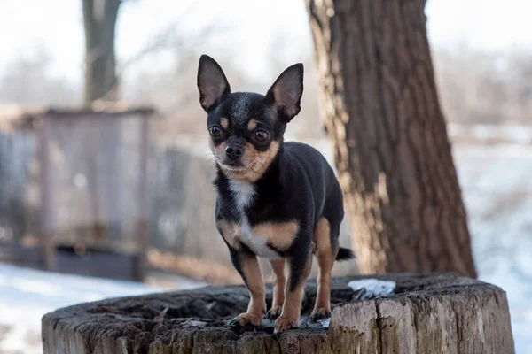 ペット犬Chihuahua通りを歩く。散歩のChihuahua犬。Chihuahua黒、茶色、白. — ストック写真