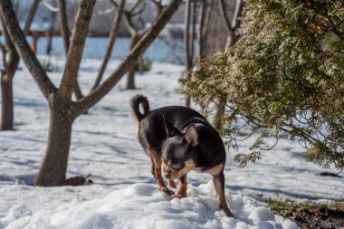 Evcil köpek Chihuahua sokakta yürüyor. Chihuahua köpeği yürüyüşe çıktı. Chihuahua siyah, kahverengi ve beyaz.