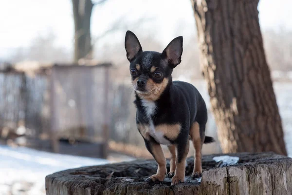 Pies Chihuahua spaceruje po ulicy. Chihuahua pies na spacer. Chihuahua czarny, brązowy i biały. — Zdjęcie stockowe