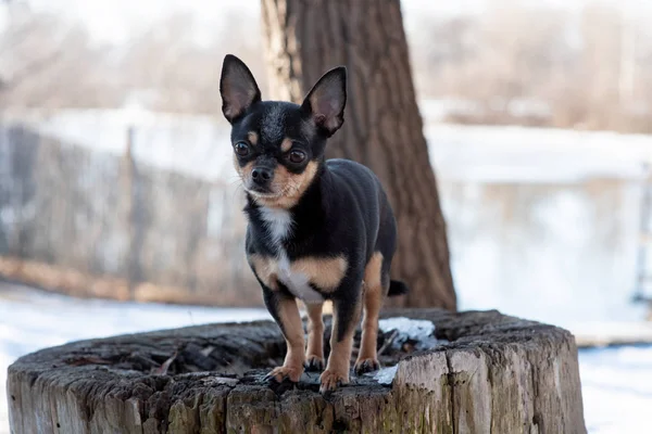 Pies Chihuahua spaceruje po ulicy. Chihuahua pies na spacer. Chihuahua czarny, brązowy i biały. — Zdjęcie stockowe
