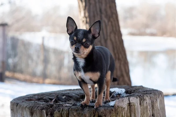 Perro mascota Chihuahua pasea por la calle. Chihuahua perro a dar un paseo. Chihuahua negro, marrón y blanco. — Foto de Stock