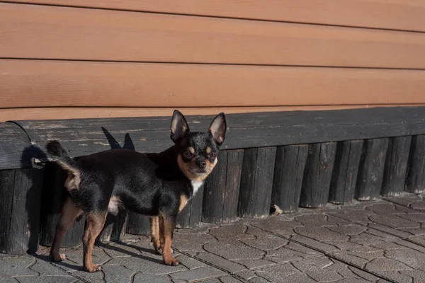 Hundvalp Chihuahua går på gatan. Chihuahua hund för en promenad. Chihuahua svart, brun och vit. — Stockfoto
