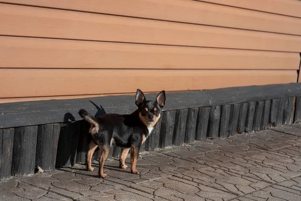 Pies Chihuahua spaceruje po ulicy. Chihuahua pies na spacer. Chihuahua czarny, brązowy i biały. — Zdjęcie stockowe