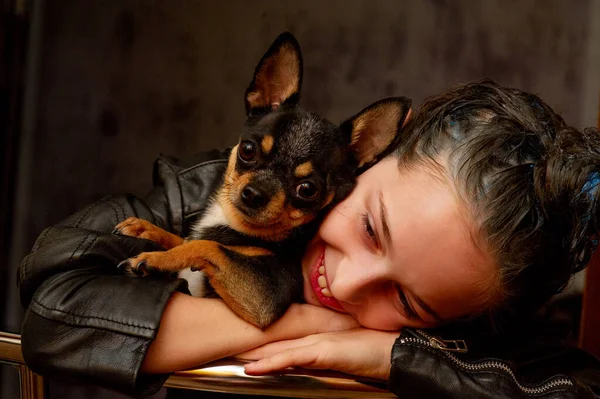 Τσιουάουα μαύρο, καφέ και άσπρο. Ο Pet.dog ποζάρει, μια σειρά φωτογραφιών με ένα τσιουάουα. Chihuahua Smooth Shorthair — Φωτογραφία Αρχείου