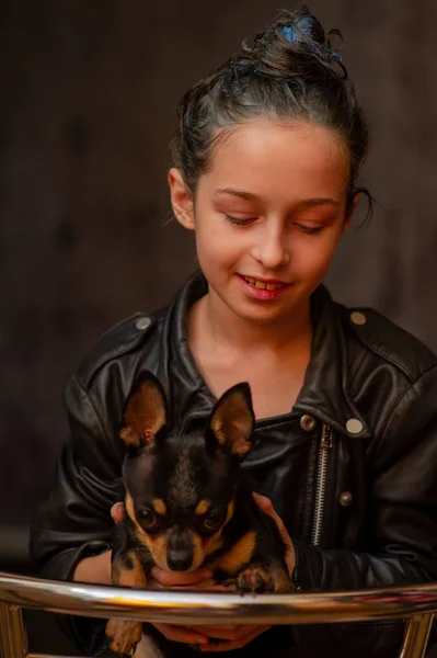 Chihuahua nero, marrone e bianco. Pet.dog posa, una serie di foto con un chihuahua. Chihuahua Shorthair liscio — Foto Stock