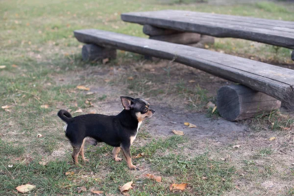 Chihuahua siedzi na ławce. Dość brązowy pies chihuahua stoi i stoi twarzą do camera.chihuahua ma bezczelny wygląd — Zdjęcie stockowe