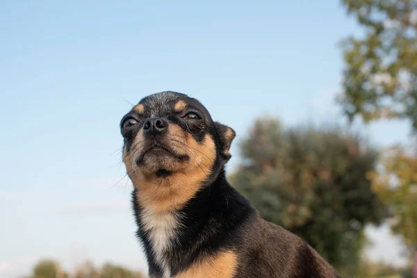 Chihuahua is sitting on the bench. Pretty brown chihuahua dog standing and facing the camera.chihuahua has a cheeky look — Stock Photo, Image