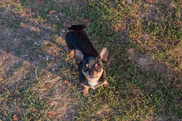 Chihuahua bankta oturuyor. Şirin kahverengi bir chihuahua köpeği kameraya bakıyor. Chihuahua 'nın arsız bir görünüşü var. — Stok fotoğraf