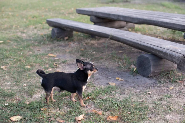 Chihuahua siedzi na ławce. Dość brązowy pies chihuahua stoi i stoi twarzą do camera.chihuahua ma bezczelny wygląd — Zdjęcie stockowe