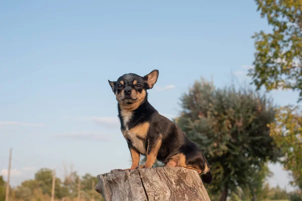 Чихуахуа сидит на скамейке. Прелестная коричневая собака чихуахуа, стоящая лицом к кихуахуа, имеет скуловатый вид — стоковое фото