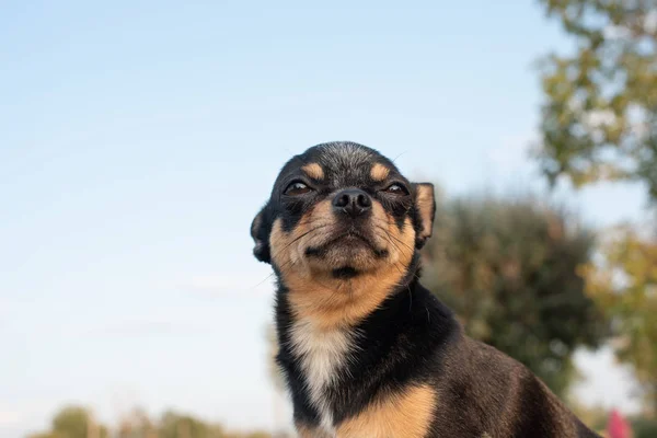 치와와는 벤치에 앉아 있습니다. 갈색 치와와 (Chihuahua) 개가서 서 카메라 앞에 서 있는 모습을 하고 있습니다. 치와와는 뻔뻔 스러운 표정을 하고 있습니다. — 스톡 사진