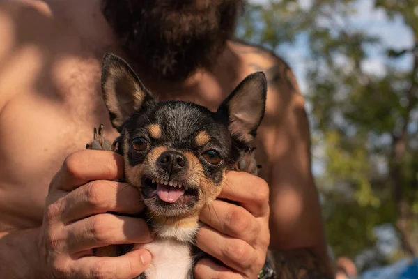 Man och chihuahua. En skäggig man kramar en liten hund som föder upp Chihuahua. Fänkål. — Stockfoto